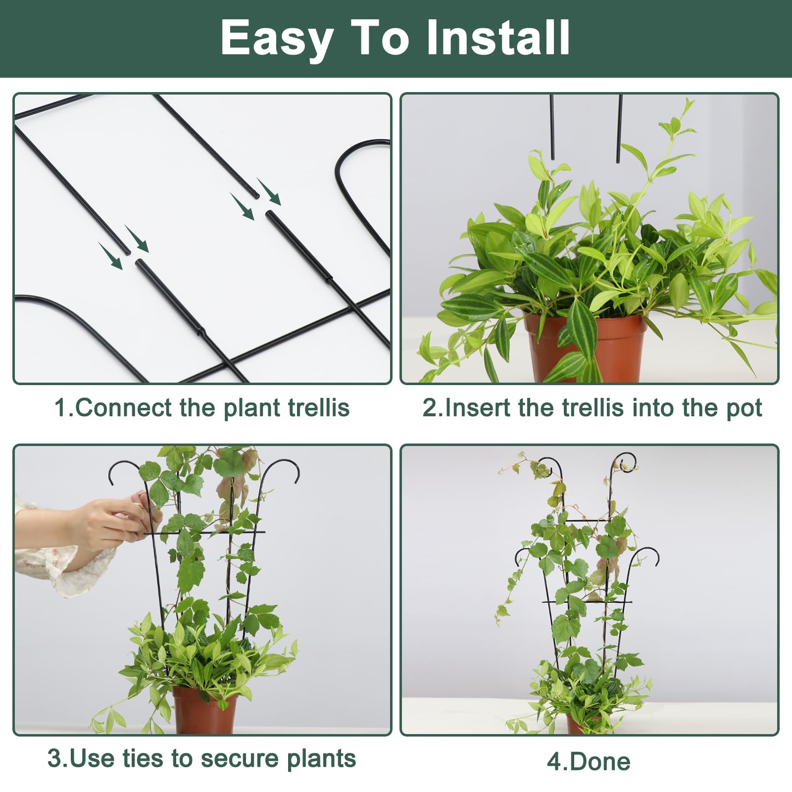 Coomin trellis helps Monstera, Pothos, and Ivy climb with ease.