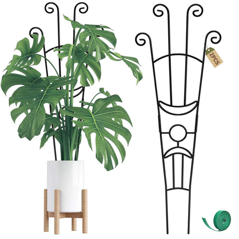 Coomin Monstera plant support stake for vertical growth in pots.