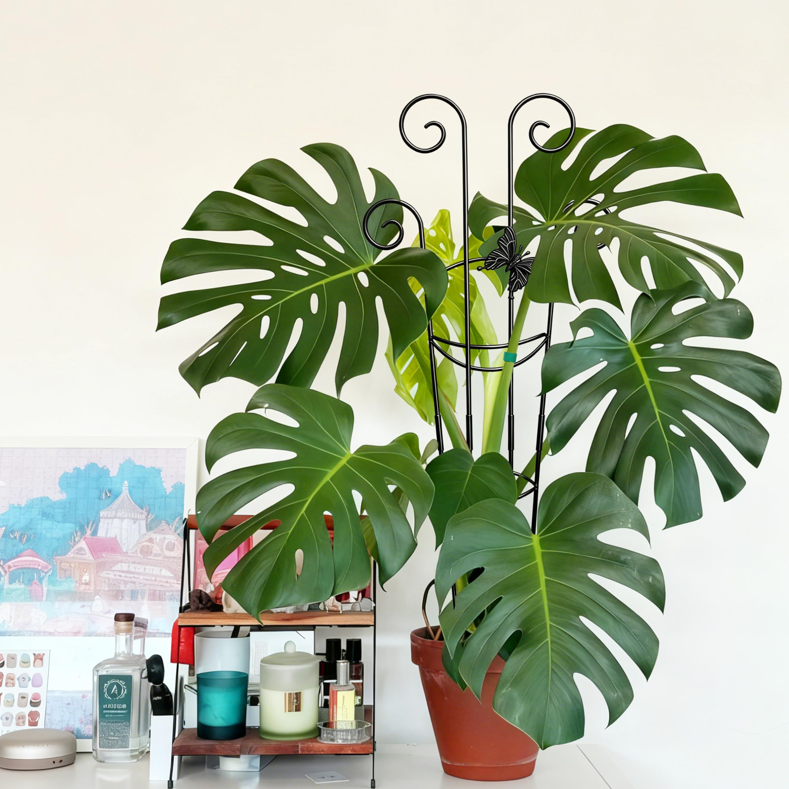 Coomin ideal for monstera, pothos, and philodendron climbers.