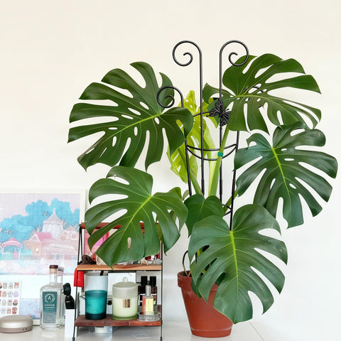 Coomin ideal for monstera, pothos, and philodendron climbers.