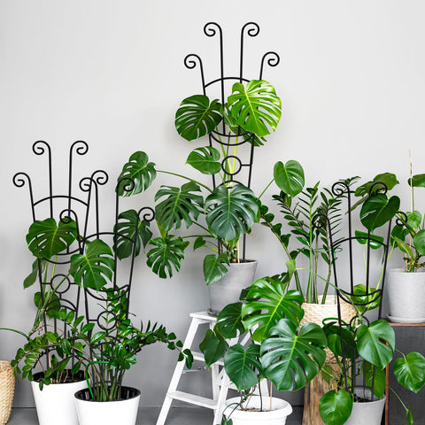 Coomin ideal for pothos, monstera, and philodendron climbers.