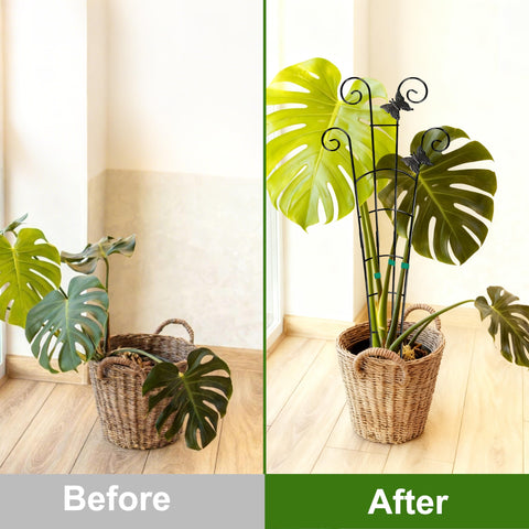 Coomin soft ties protect stems while guiding growth.