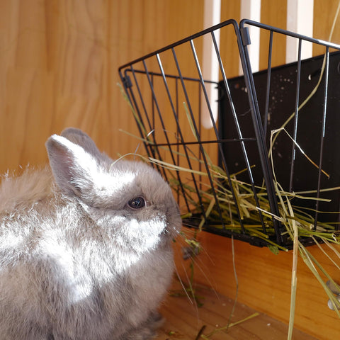 Cooncicy black hay feeder in use with a rabbit nearby