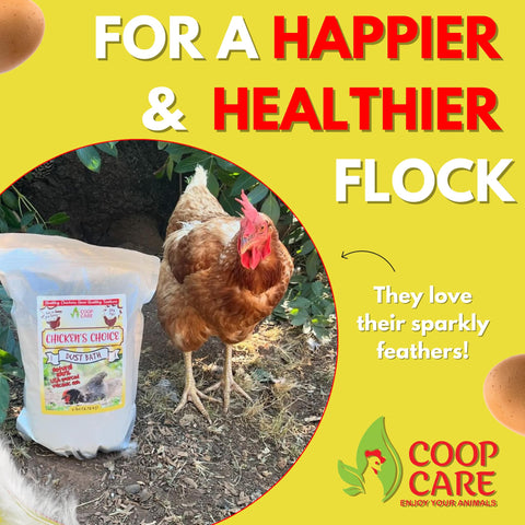 Coop Care volcanic ash dust bath in a sunny drying area
