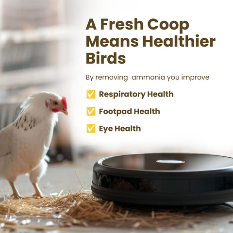 Chicks in a clean coop with Coop Poop Buster