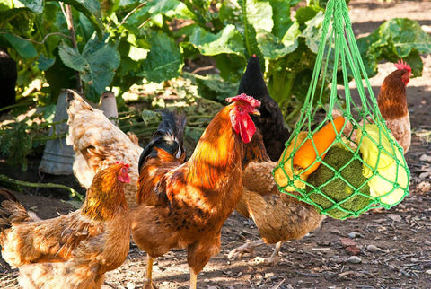 CooShou hens, ducks, and geese benefit during snack time.