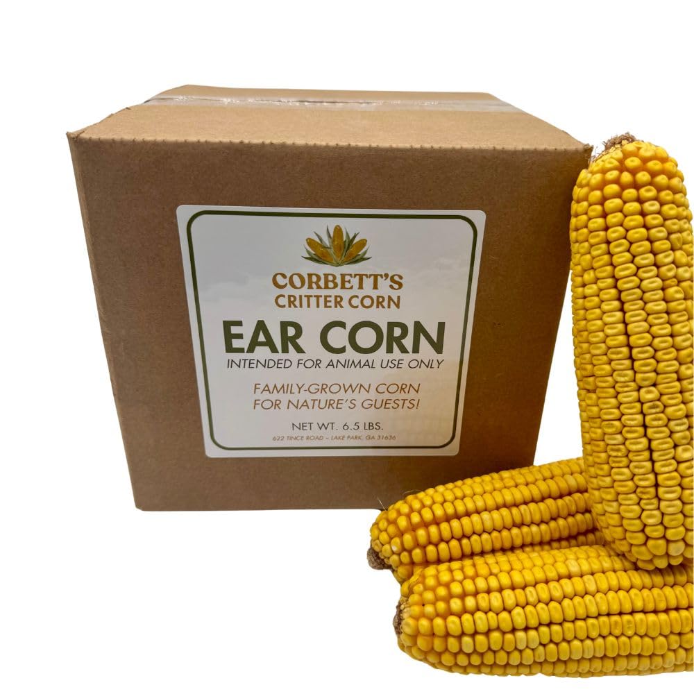 Corbett's Critter Corn whole cob ear, husk-free, perfect for hassle-free backyard wildlife feeding.