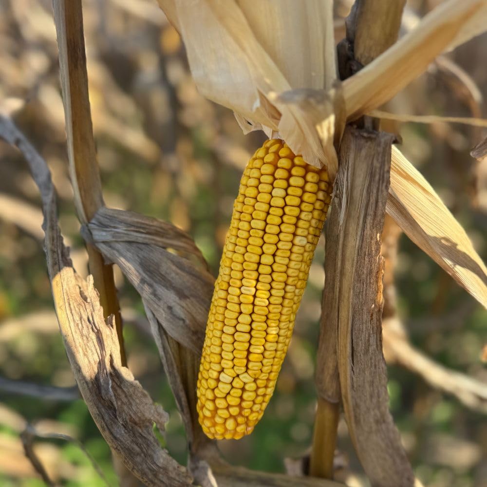 Corbett's Critter Corn whole cob ear, all-natural snack, supports energy for wildlife in your yard.