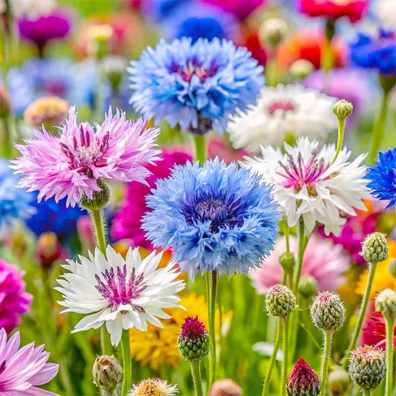 Cornflower seeds offer non-GMO heirloom options for outdoor beds.
