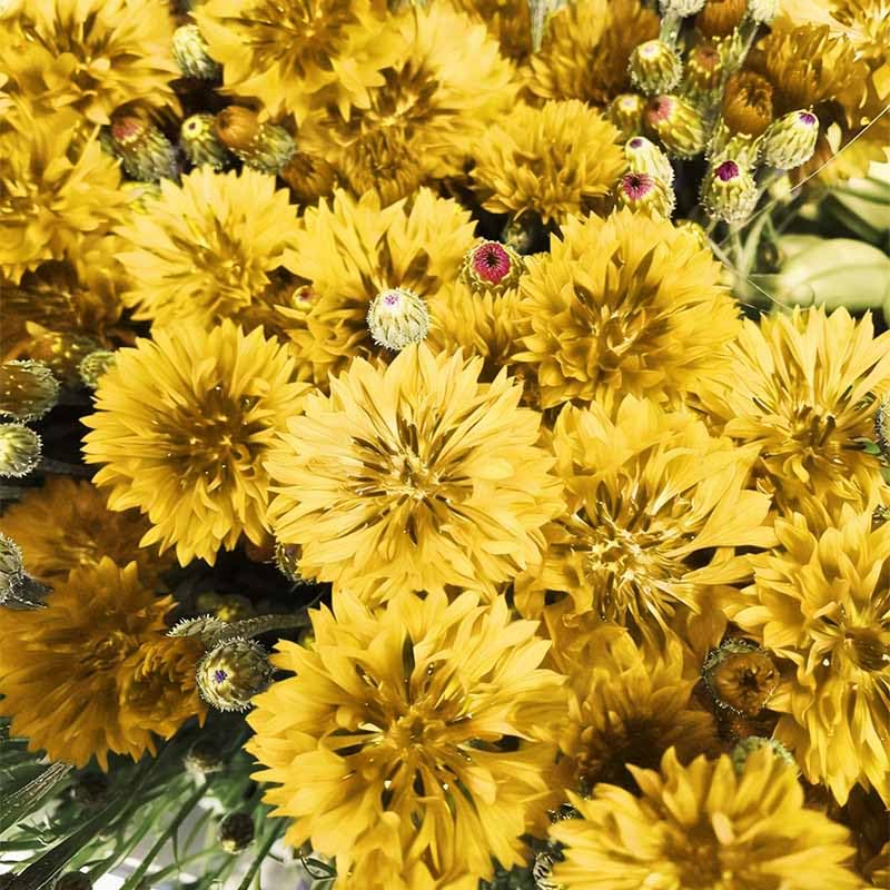 Cornflower seeds germination in well-drained soil promotes healthy growth.