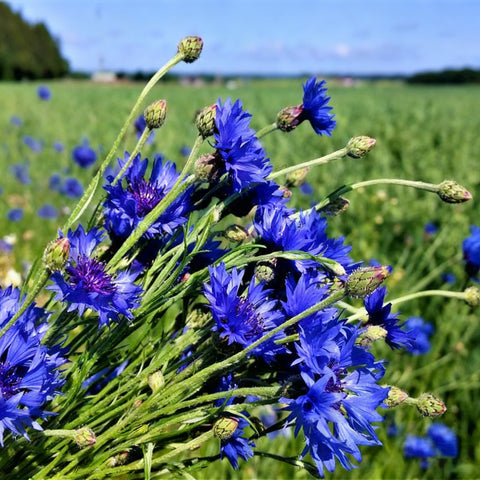 Cornflower Seeds for Planting bulk collection for expansive wildflower meadows