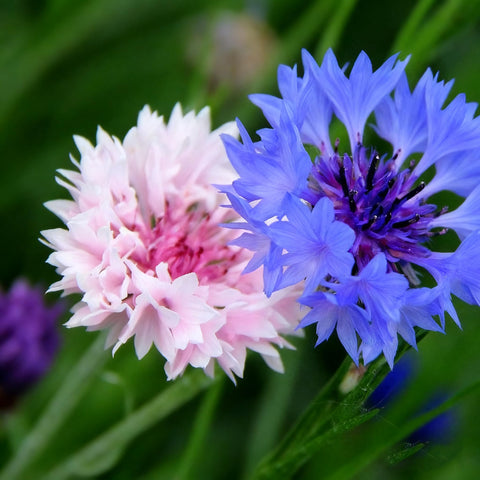 Cornflower Seeds for Planting drought-tolerant, low-maintenance garden displays
