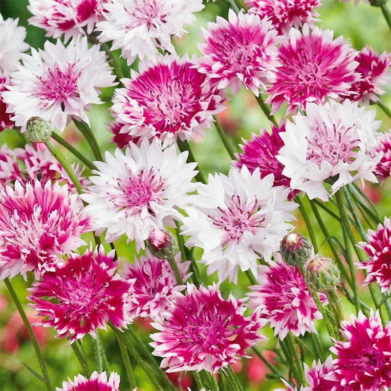 Cornflower seeds attract bees and butterflies for pollinator-friendly borders.