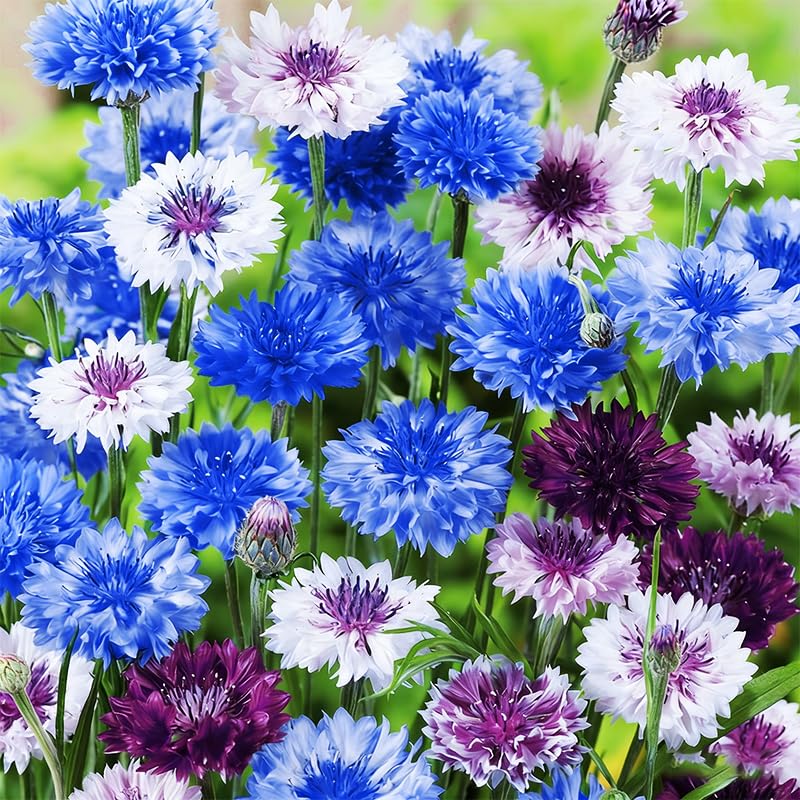 Cornflower Mix Seeds ideal for fresh-cut flowers and indoor arrangements.