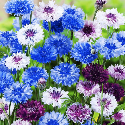 Cornflower Mix Seeds ideal for fresh-cut flowers and indoor arrangements.