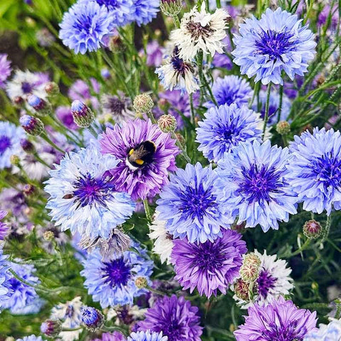Cornflower Mix Seeds offer drought tolerance once established for low-water care.