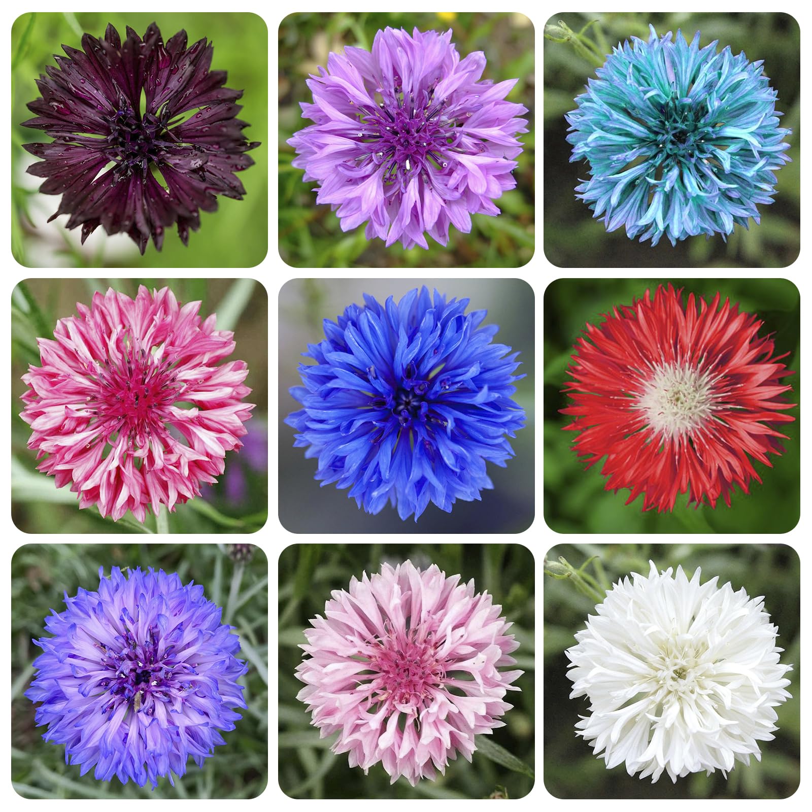 Cornflower Mix Seeds for garden ornament in borders and beds.