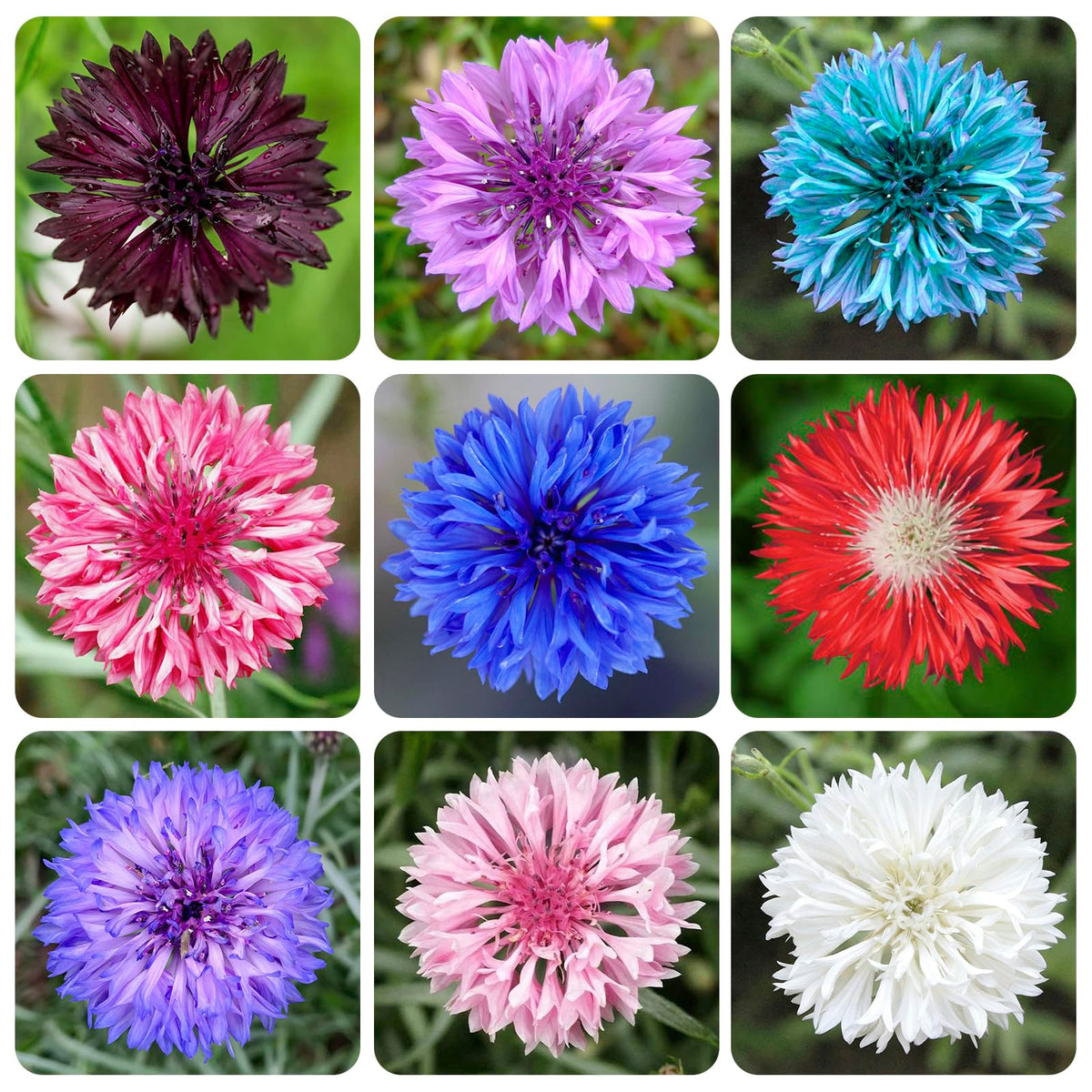 Cornflower Mix Seeds for garden ornament in borders and beds.