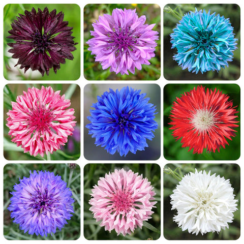 Cornflower Mix Seeds for garden ornament in borders and beds.