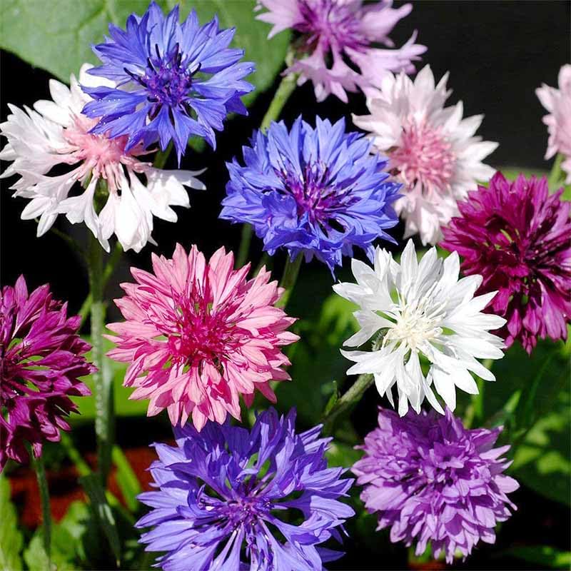 Cornflower Mix Seeds attract bees and butterflies for pollinator-friendly gardens.