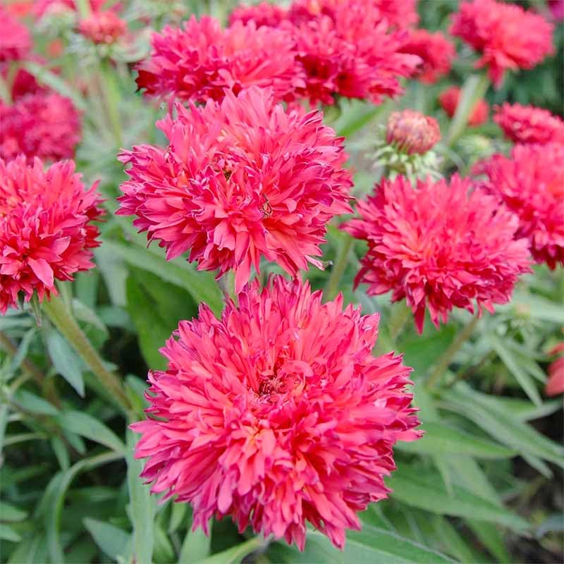 Cornflower Mix Seeds require well-drained soil and thinning for healthy growth.