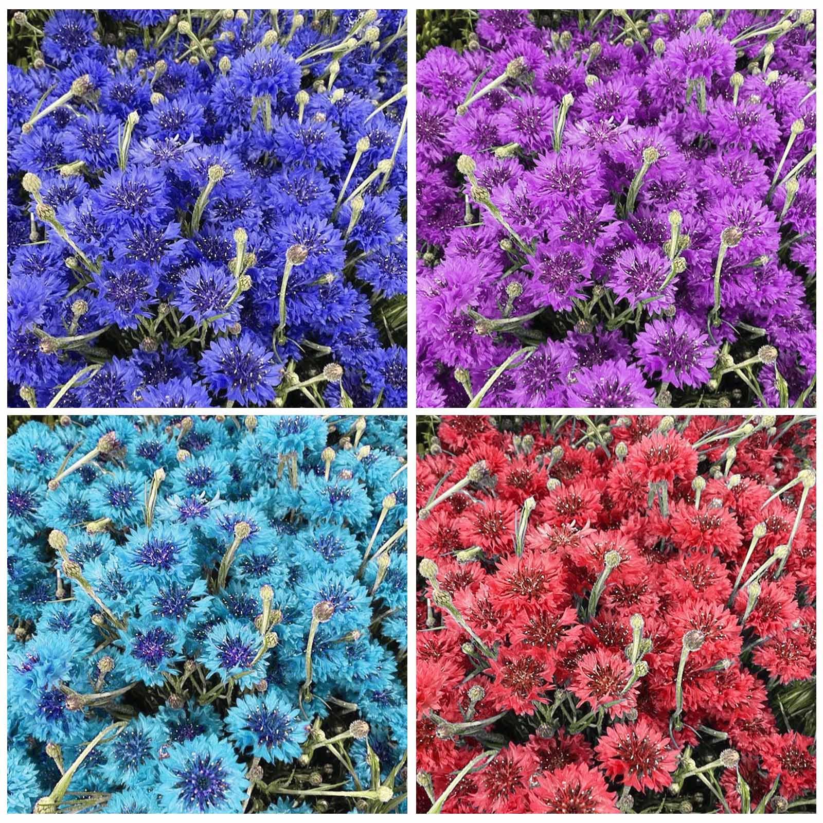 Cornflower Mix Seeds direct sowing in spring for bright blooms.