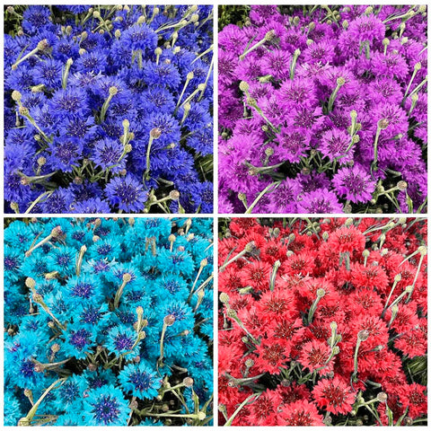 Cornflower Mix Seeds direct sowing in spring for bright blooms.