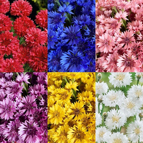 Cornflower seeds packet for easy backyard planting.