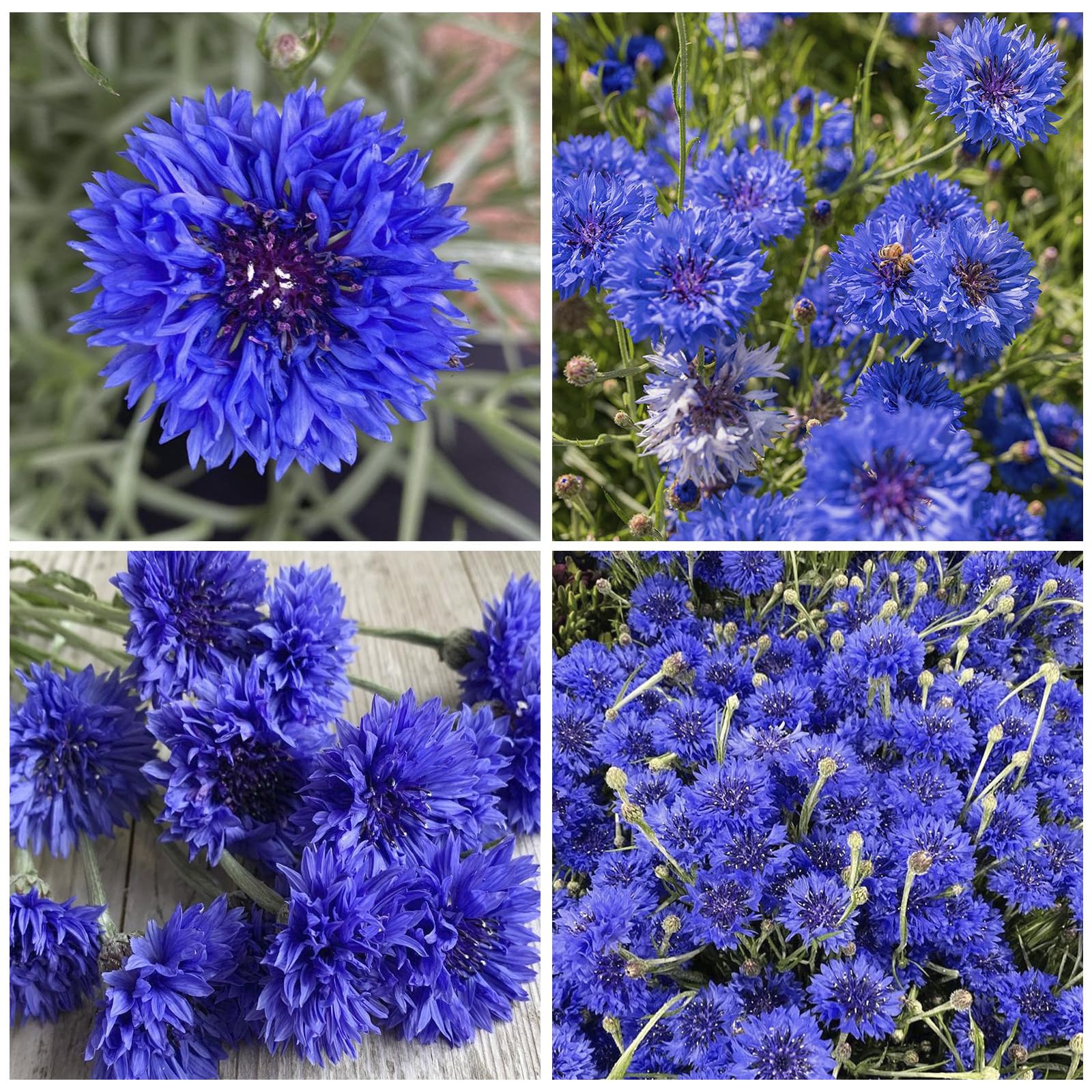 Cornflower seeds grown in borders add cottage charm.
