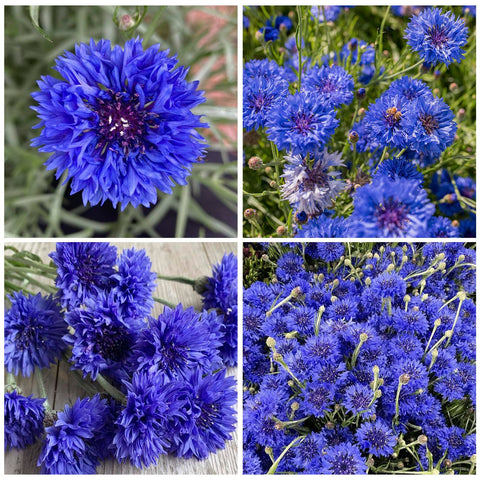 Cornflower seeds grown in borders add cottage charm.