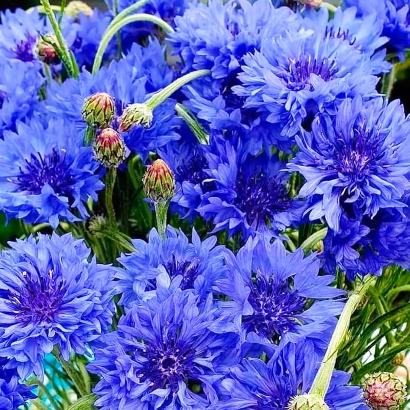 Cornflower seeds sowing outdoors in a sunlit bed for vibrant blooms.