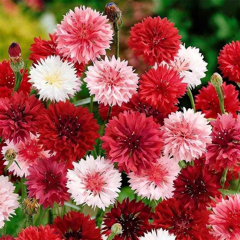 Cornflower seeds mature into tall stems for cut flower displays.
