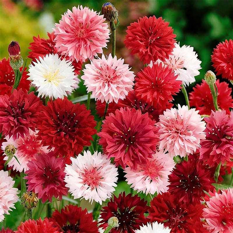 Cornflower seeds mature into tall stems for cut flower displays.