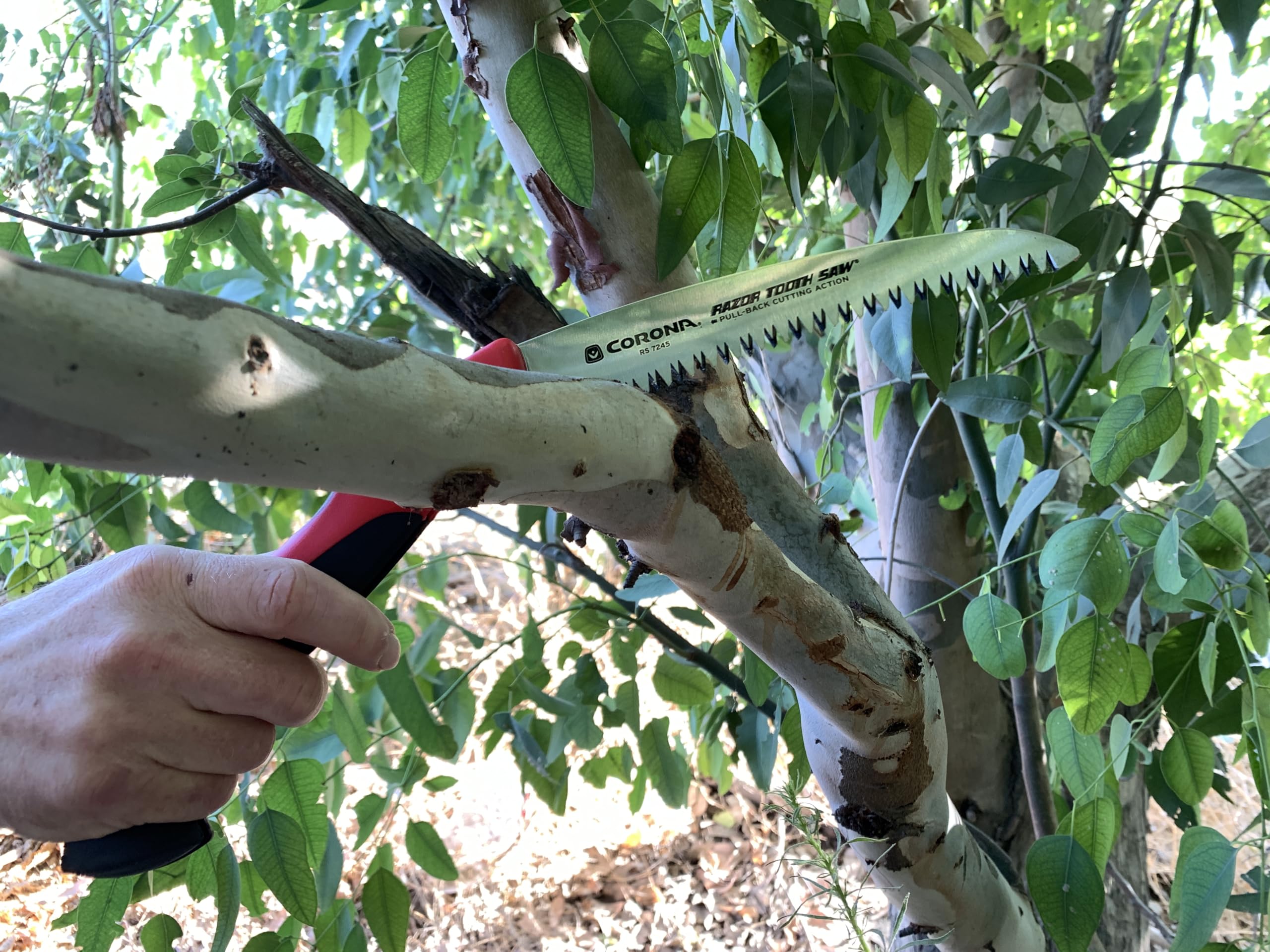 Corona RS7245 curved blade in action delivering fast pruning