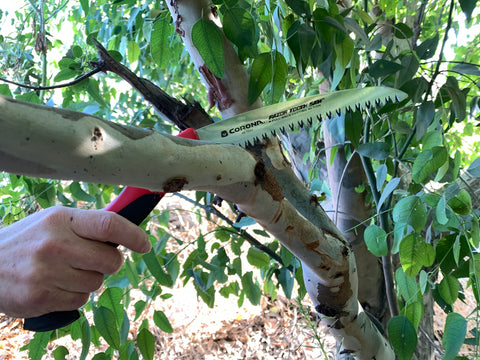 Corona RS7245 curved blade in action delivering fast pruning