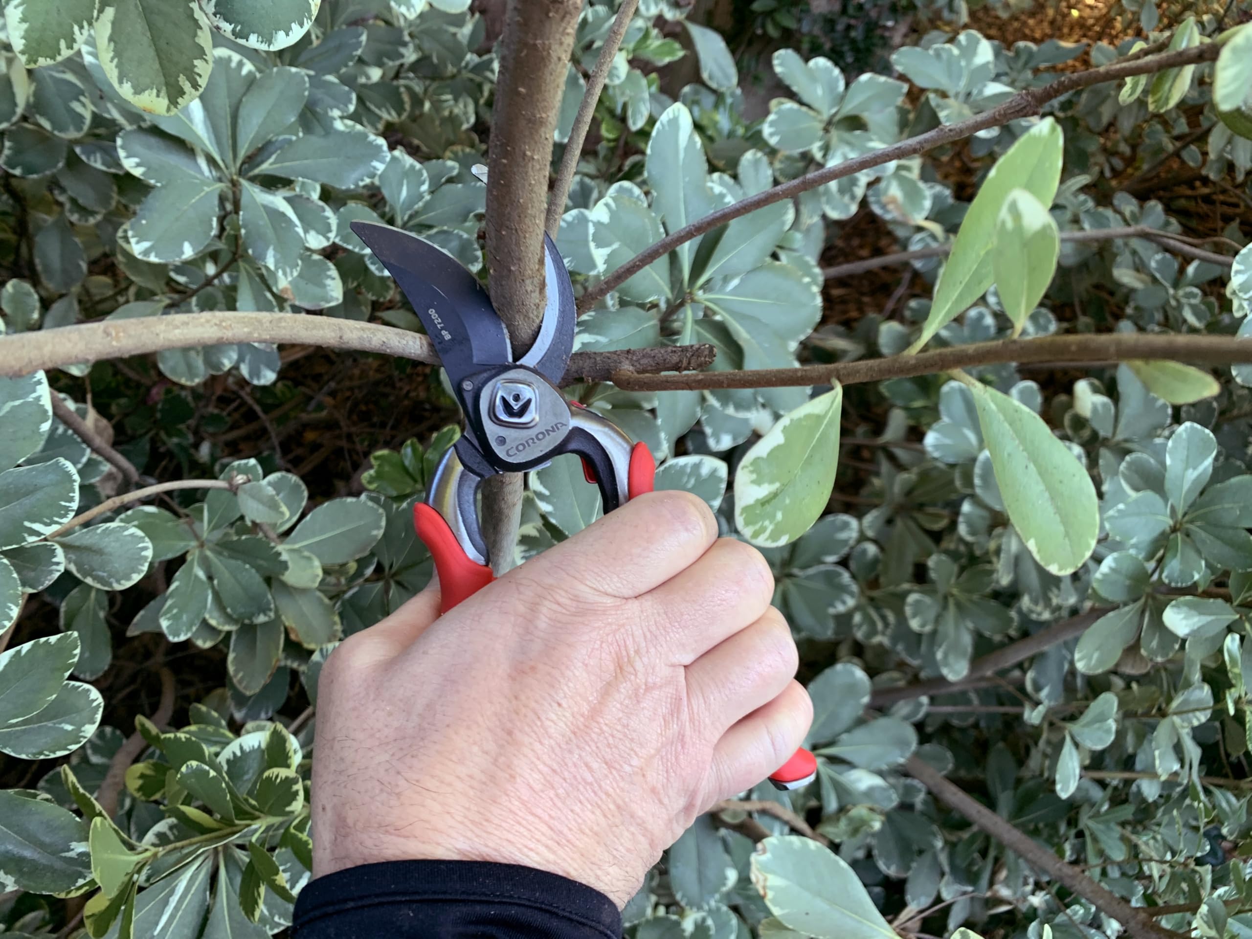 Corona BP 7200 cutting a thick live branch up to 1 inch with ease.