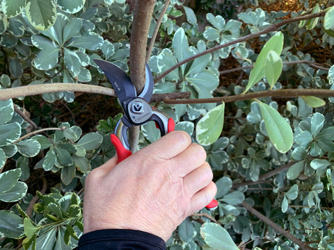Corona BP 7200 cutting a thick live branch up to 1 inch with ease.
