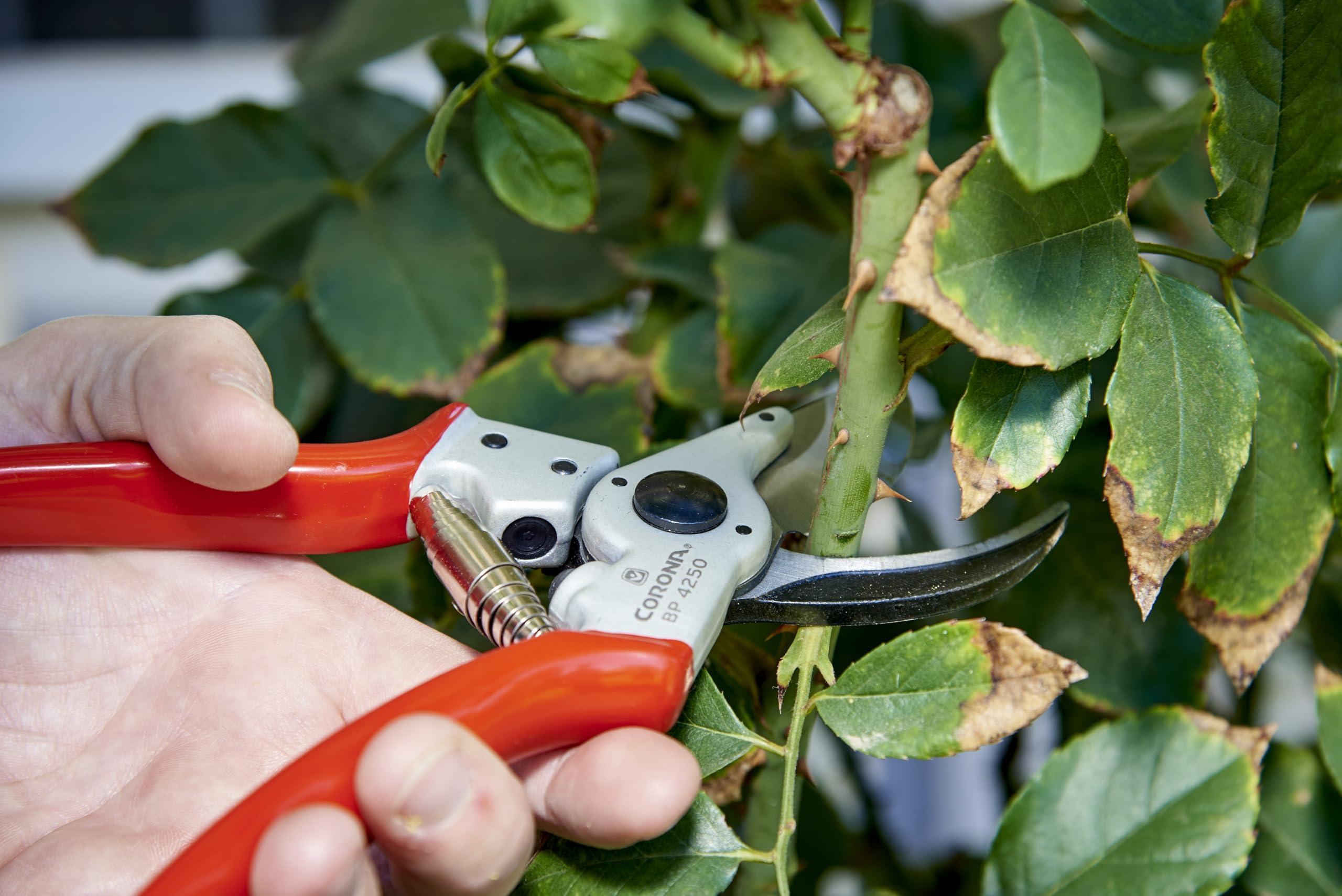 Corona Bypass Pruner 1-Inch capacity handles thick stems with ease.