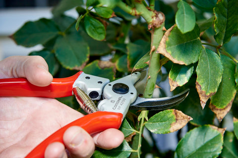 Corona Bypass Pruner 1-Inch capacity handles thick stems with ease.