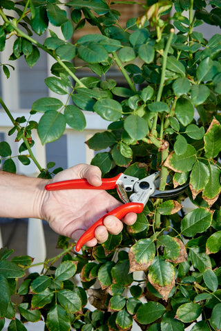 Corona Bypass Pruner ergonomic-red-grips provide secure grip in damp conditions.