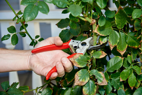 Corona Bypass Pruner forged-steel-blade highlights long-lasting sharpness.