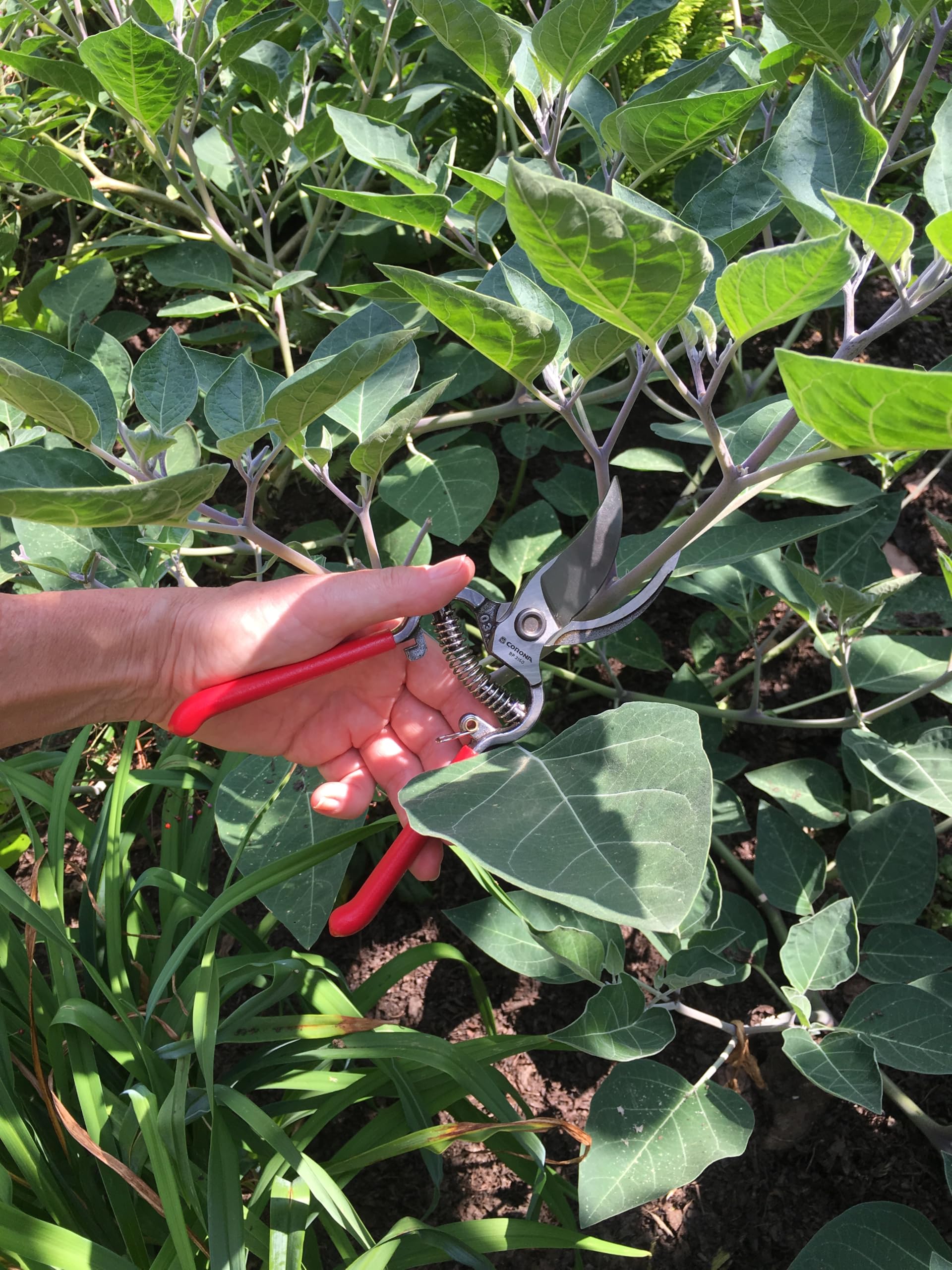 Corona ClassicCUT demonstrates 3/4-inch cutting capacity for clean live-branch trims.