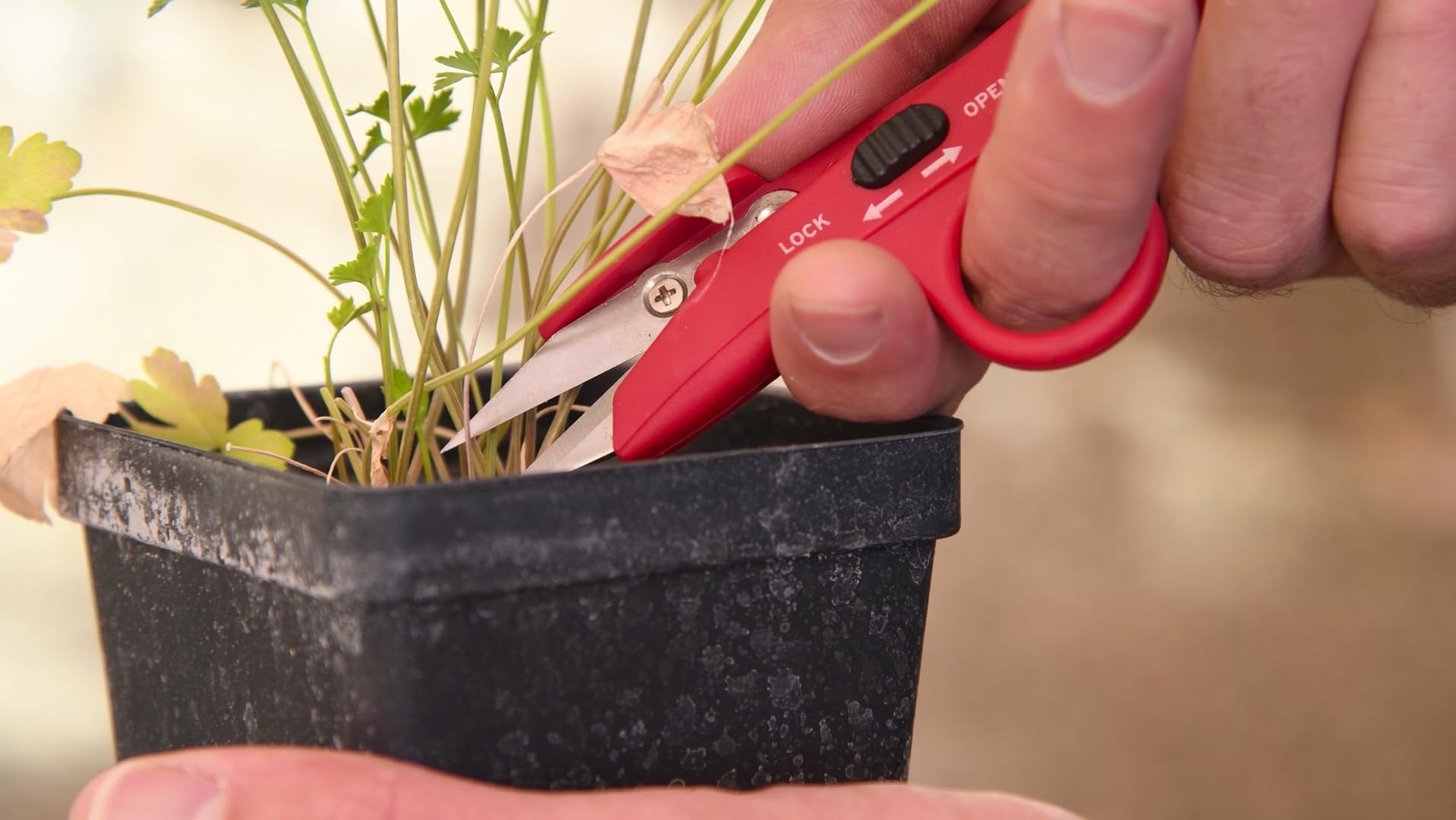 Close-up of Corona FS 4110 blade showing fine-tip precision
