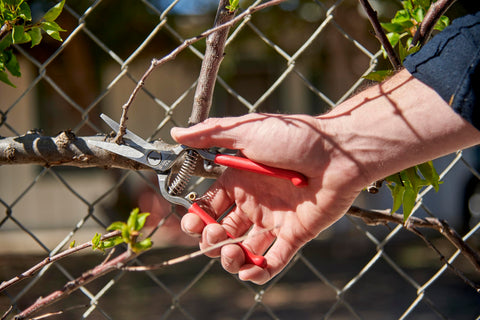 Corona FS-4350 thinning shears blade closeup for precise cuts in tight spaces.