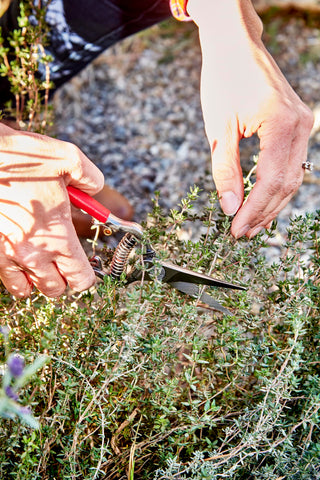 Corona FS-4350 thinning shears dense foliage cut for cleaner thinning.