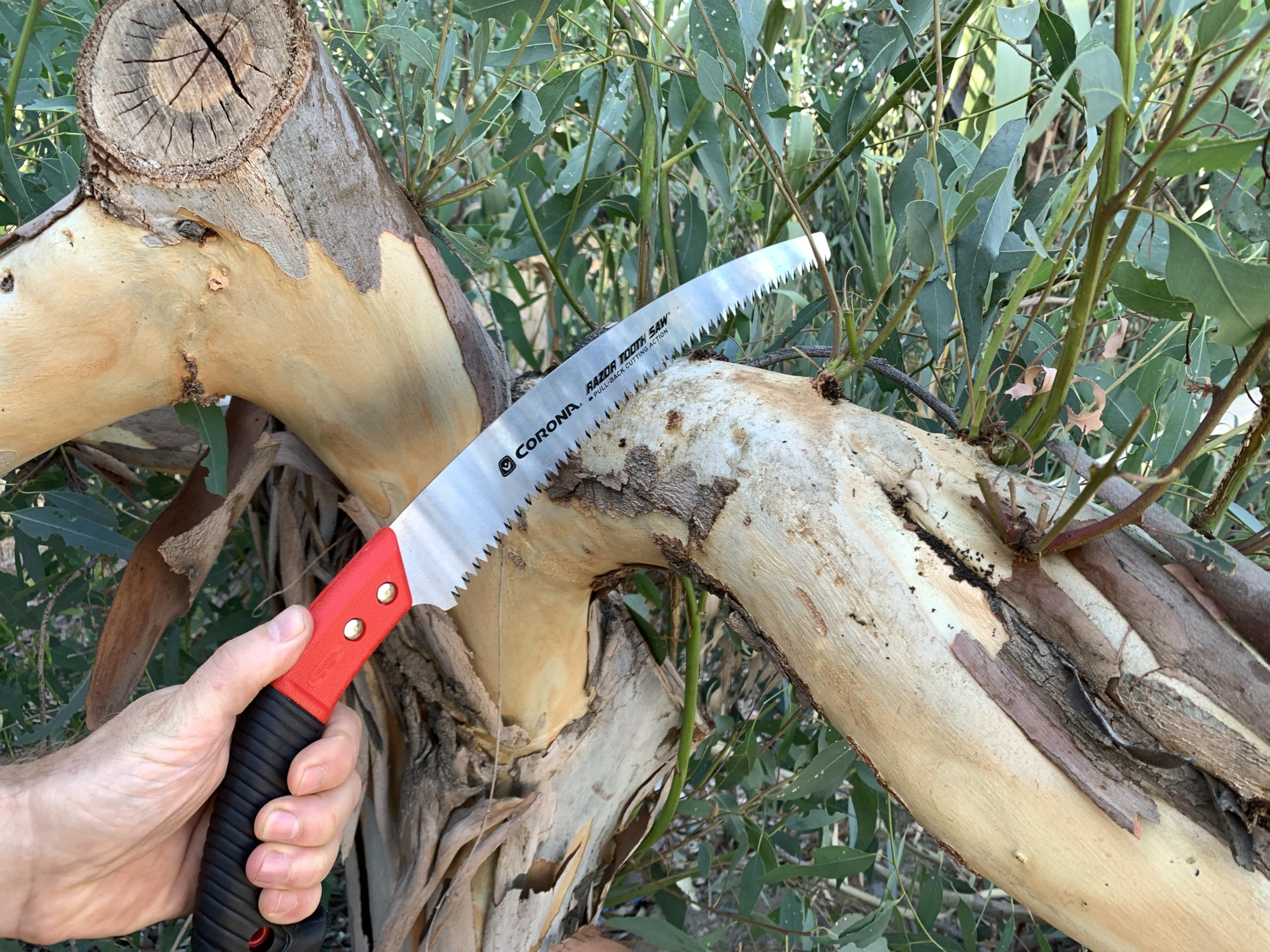 Corona RazorTOOTH pruning saw chrome-plated blade reducing friction for smoother cuts.
