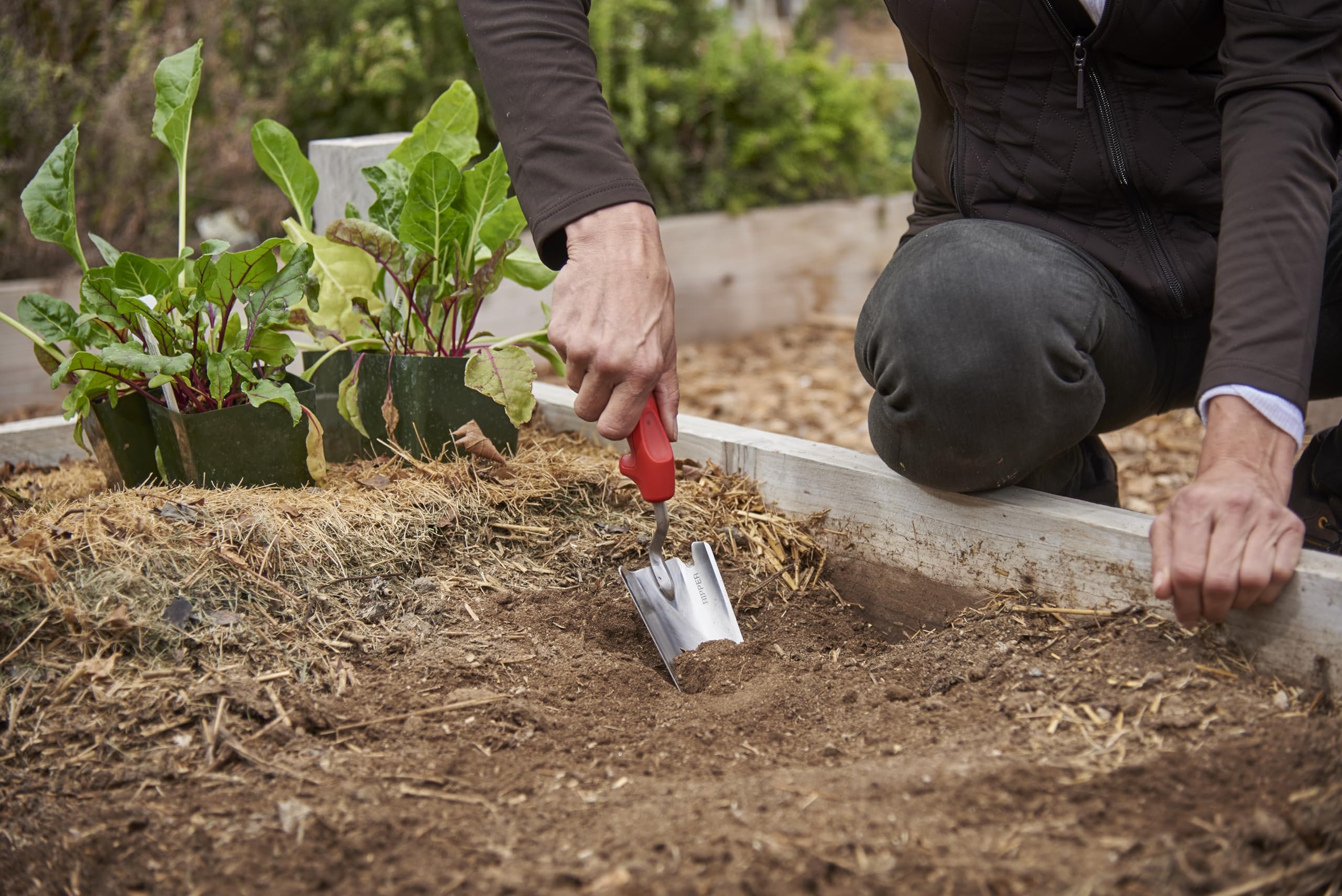 Corona Tools ComfortGEL trowel used for transplanting seedlings in a garden bed.