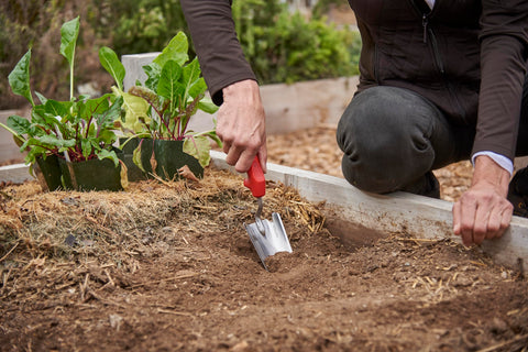 Corona Tools ComfortGEL trowel used for transplanting seedlings in a garden bed.