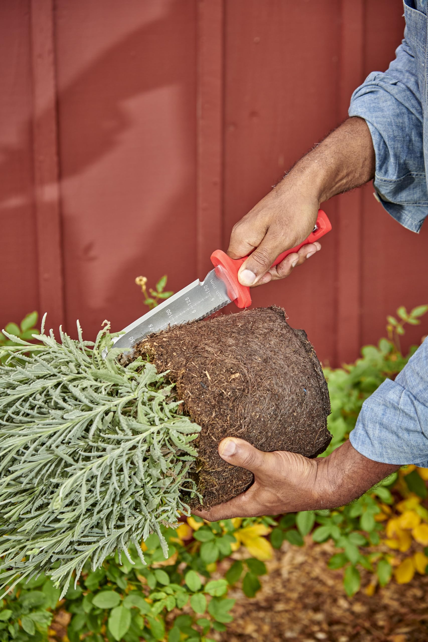 Corona Hori knife creating a precise planting hole in soil.