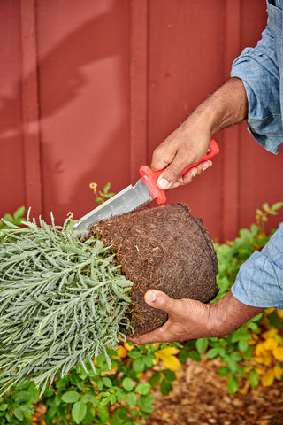 Corona Hori knife creating a precise planting hole in soil.